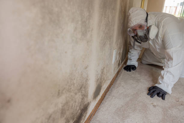  Uniondale, NY Mold Removal & Remediation Pros